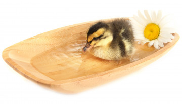 Картинка животные утки утенок