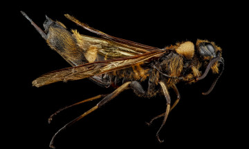 Картинка животные насекомые макросъемка насекомое