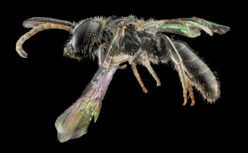 Картинка животные насекомые насекомое макросъемка