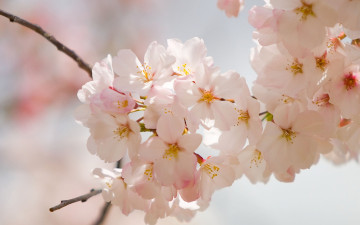 Картинка цветы цветущие+деревья+ +кустарники ветка