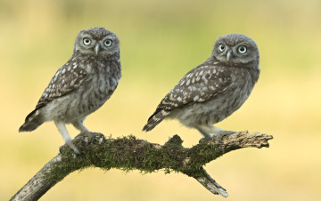 Картинка животные совы пара