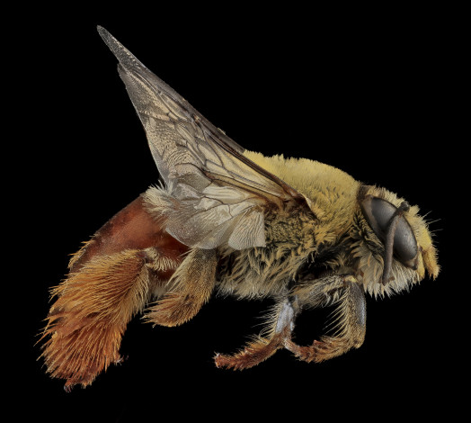 Обои картинки фото животные, насекомые, насекомое, макросъемка