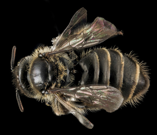 Обои картинки фото животные, пчелы,  осы,  шмели, насекомое, макросъемка