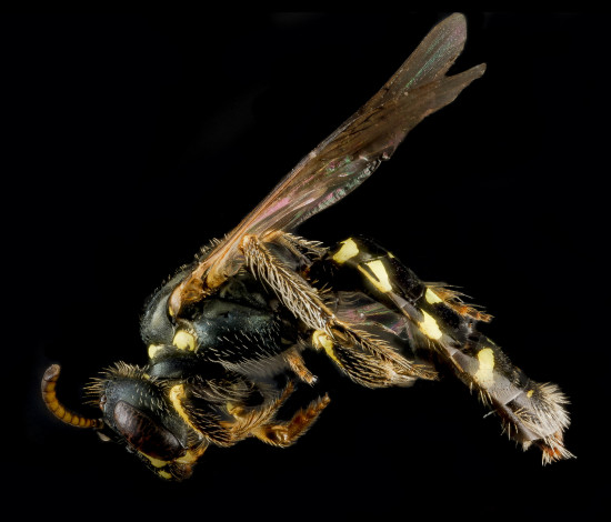 Обои картинки фото животные, насекомые, насекомое, макросъемка