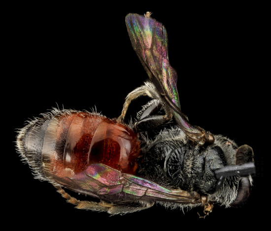 Обои картинки фото животные, насекомые, насекомое, макросъемка