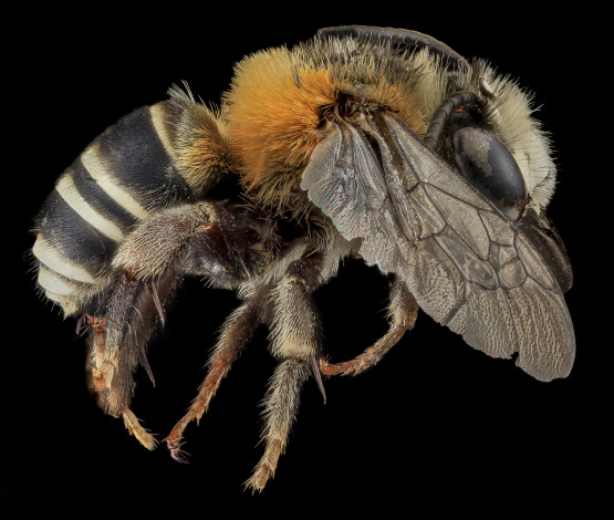 Обои картинки фото животные, пчелы,  осы,  шмели, насекомое, макросъемка