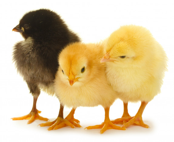 Обои картинки фото животные, куры,  петухи, трио