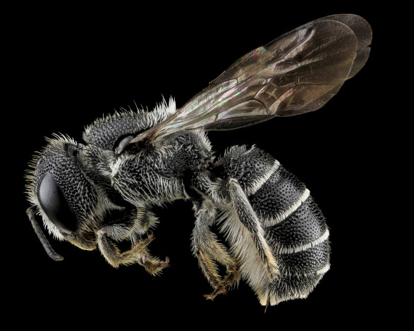 Обои картинки фото животные, нарвалы, насекомое, макросъемка