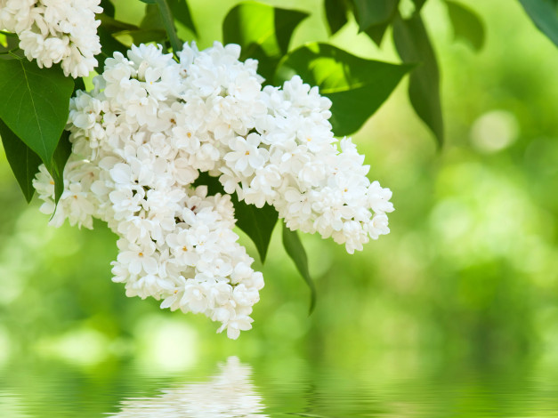 Обои картинки фото цветы, сирень, белая