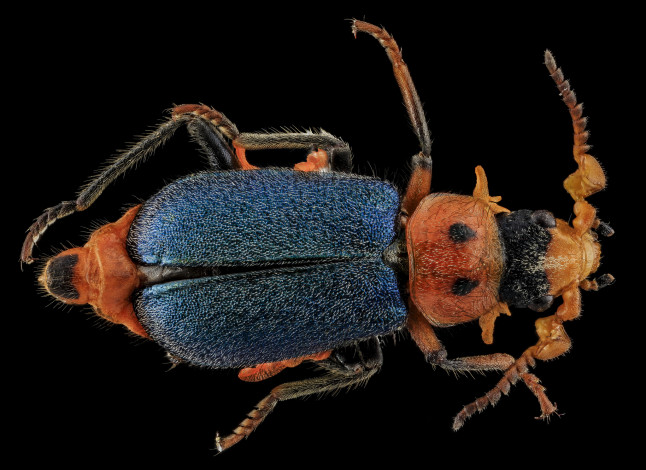 Обои картинки фото животные, насекомые, насекомое, макросъемка