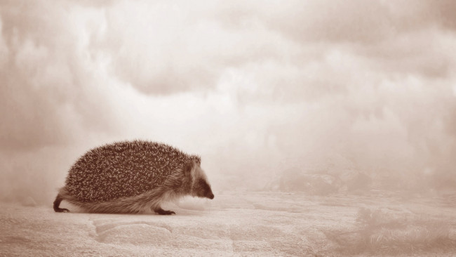 Обои картинки фото животные, ежи, ёжик