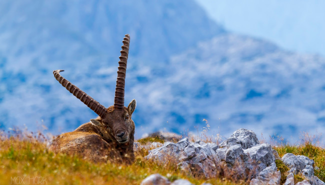 Обои картинки фото животные, козы, рога