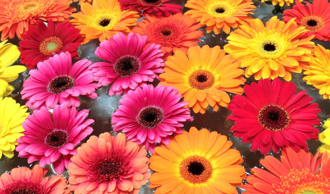 Обои картинки фото цветы, герберы, много