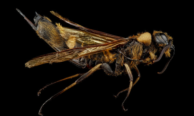 Обои картинки фото животные, насекомые, макросъемка, насекомое