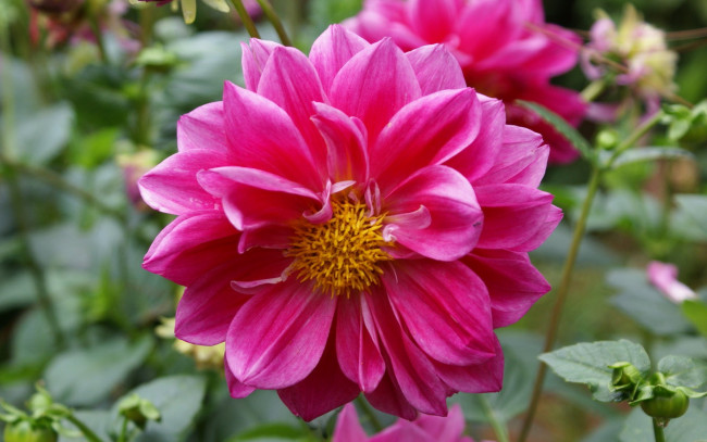 Обои картинки фото цветы, георгины, бутон