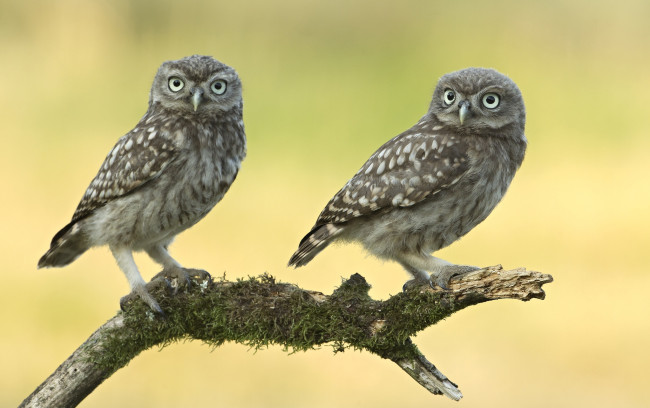 Обои картинки фото животные, совы, пара