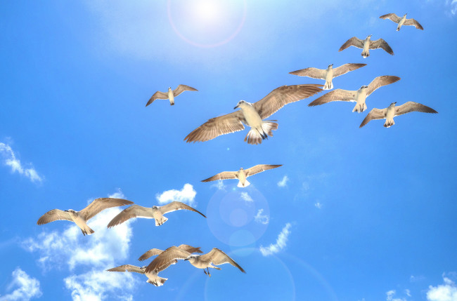 Обои картинки фото животные, Чайки,  бакланы,  крачки, полет, небо