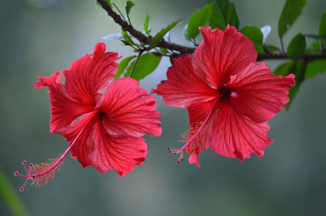 Обои картинки фото цветы, гибискусы, пара