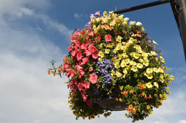 Обои картинки фото цветы, разные вместе, петуния, лобелия