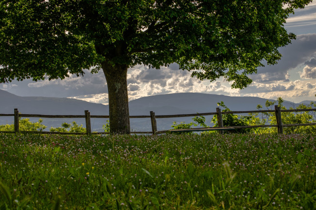 Обои картинки фото природа, деревья, дерево, луг, клевер, горы, забор