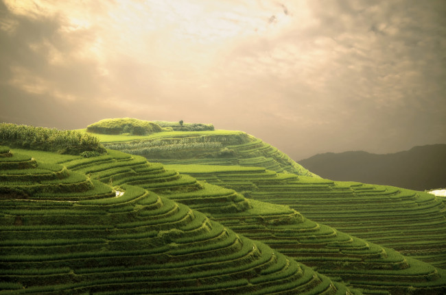 Обои картинки фото природа, поля, терассы