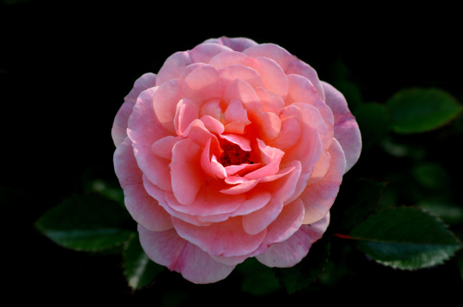 Обои картинки фото цветы, розы, розовый