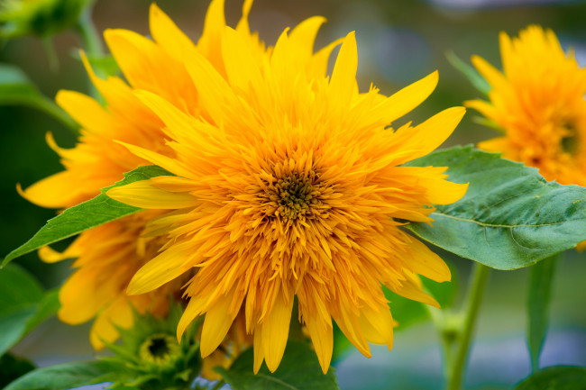 Обои картинки фото цветы, подсолнухи, желтый