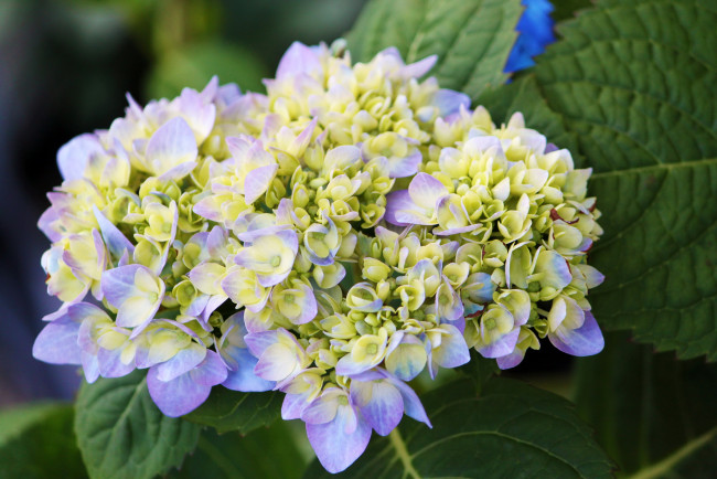 Обои картинки фото цветы, гортензия, сиреневая