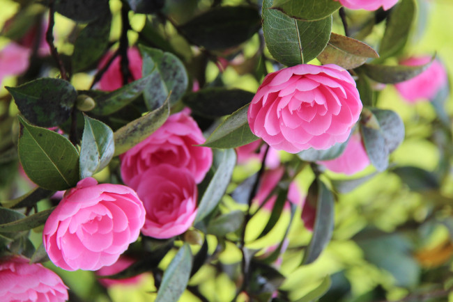 Обои картинки фото цветы, камелии, розовый