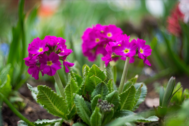 Обои картинки фото цветы, примулы, яркий