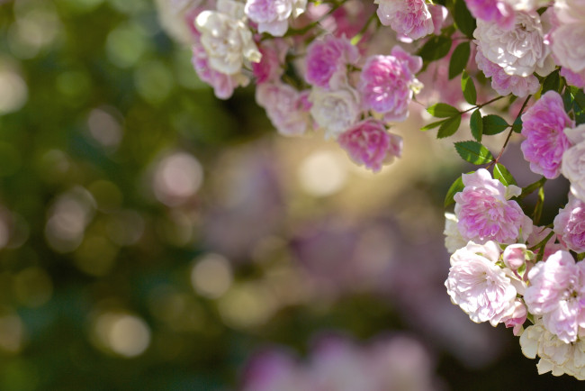 Обои картинки фото цветы, розы, розовый