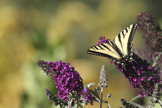 Обои картинки фото животные, бабочки, крылья