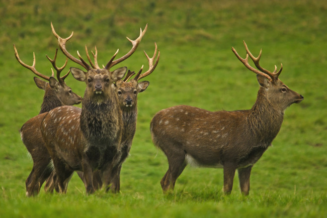 Обои картинки фото животные, олени, рога