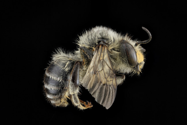 Обои картинки фото животные, пчелы,  осы,  шмели, насекомое, макросъемка