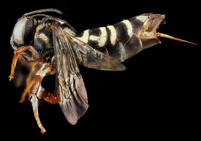 Обои картинки фото животные, насекомые, макросъемка, насекомое