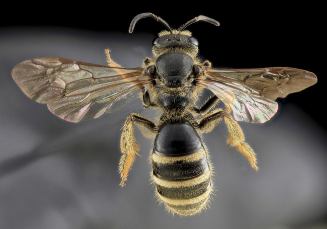 Обои картинки фото животные, пчелы,  осы,  шмели, насекомое, макросъемка