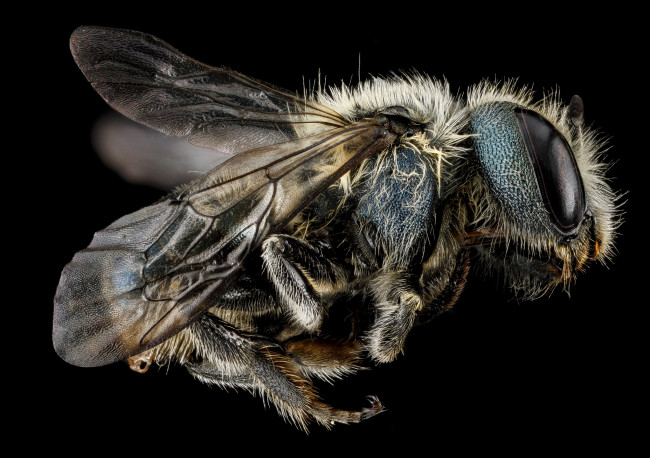 Обои картинки фото животные, насекомые, макросъемка, насекомое