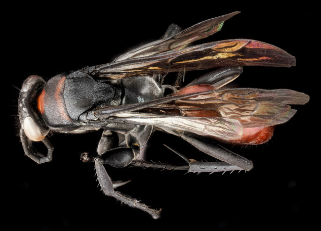 Обои картинки фото животные, насекомые, насекомое, макросъемка