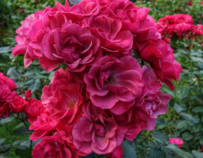 Картинка цветы розы цветок