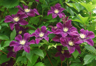 Картинка цветы клематис+ ломонос цветение лепестки цветки клематис розовый