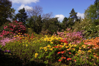 Картинка цветы цветущие+деревья+ +кустарники облака деревья