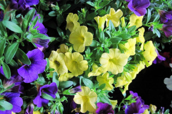 Картинка цветы петунии +калибрахоа разноцветные
