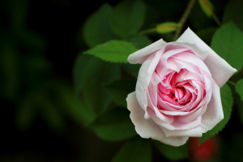 Картинка цветы розы цветок