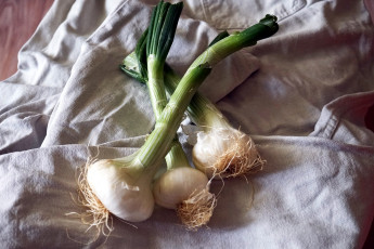 Картинка еда лук луковицы молодой