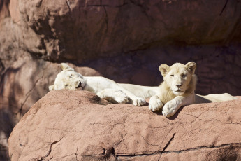 Картинка животные львы лев грива цвет животное опасен