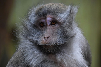 Картинка животные обезьяны взгляд