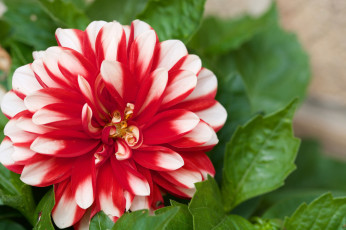 Картинка цветы георгины лепестки бутоны цветение георгин