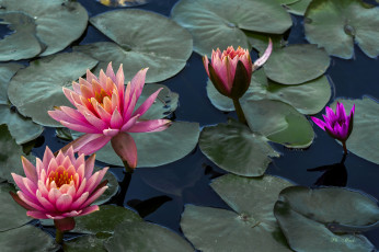 Картинка цветы лилии+водяные +нимфеи +кувшинки листья водяные лилии вода