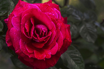 Картинка цветы розы бутон blossoms leaves bud rose роза цветение лепестки листья petals