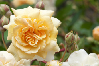 Картинка цветы розы листья лепестки бутон blossoms leaves petals bud rose роза цветение